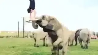 Бо фил бози кардан