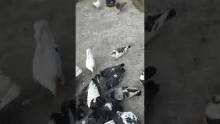 আমার কবুতর খামার||my Pigeon farm