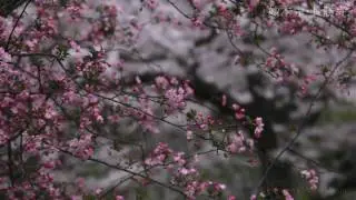 kamakura06
