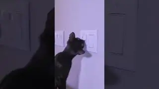 My cat turns on a light