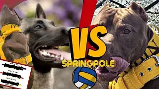SPRING POLE : Pitbull vs Malinois Sheperd