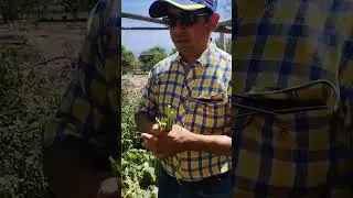 Huerta casera