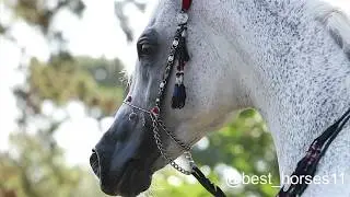 “Authentic Ibn Nawaal” ( Maysoun & AK Nawaal )  جمال الخيل العربية المصرية❤️❤️👌🏻 .