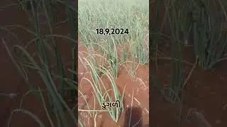 ડુંગળી ની ખેતી 🌰 ખેડૂત 🌱 ચોમાસું ડુંગળી