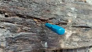 Deathwatch Beetle
