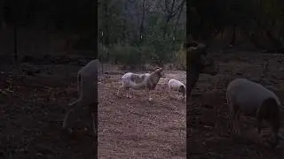 New Friends #animals #farmanimals #sheep #goats #solofemaletraveler #nature #explore