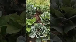Капуста декоративная.