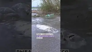 Рыба массово гибнет в читинском озере Кенон