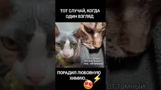 Когда между котиками любовь 💘 💘 💘 #shorts #TikTok