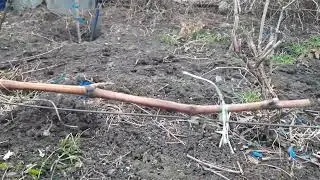 Pruning for branches, why not fruit vines? Which is better and why? Is it possible everywhere? An...