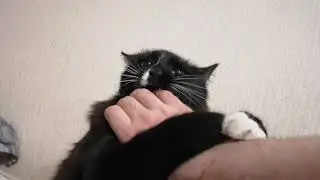 Котик решил меня съесть