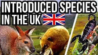 5 Introduced And Non Native Species In The UK
