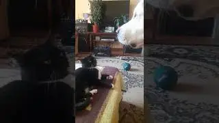 Алабай Булат любит Клепочку