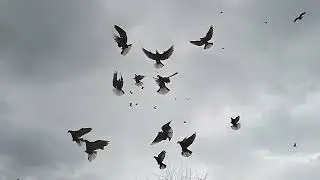 Краснодарские красные белобородые! 🕊🕊🕊