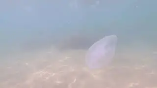 Плаваем с масками снимаем на камеру.