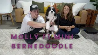 Molly Our Available F1 Mini Bernedoodle Puppy Here at Mountain Dog Companion!