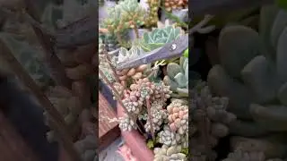 Cutting succulent flowers to prevent bugs