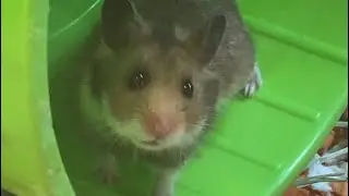 A Lonely mouse in the pet store
