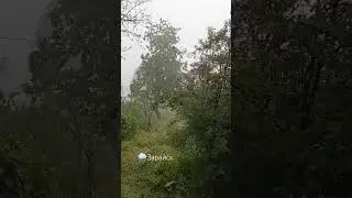 Обычный летний ливень
