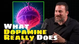 What Dopamine (Really) Does | Andrew Huberman