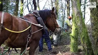 Coura promove ação de restauro ecológico para preservar o lobo | Altominho TV
