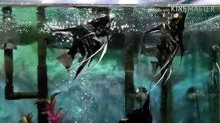 Angel Fish Feeding Time