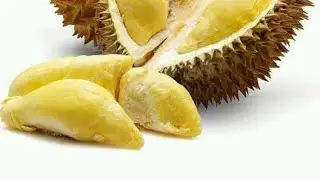 CARA BUDIDAYA DURIAN MONTONG DENGAN MUDAH terbongkar rahasia!! cara agar durian pendek berbuah lebat
