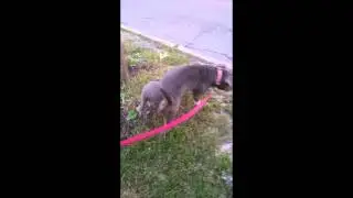Adopt Holyfield