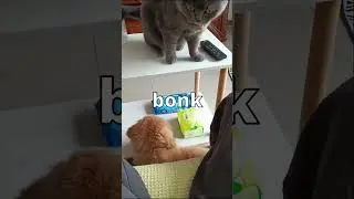 The Three Types of Cats🐈