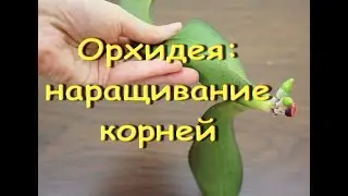 КАК я НАРАЩИВАЮ КОРНИ орхидее.Белый Биглип после орхобезобразия:корни обнаружены в начале февраля.