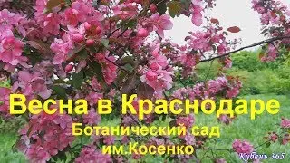 Весна в Краснодаре. Ботанический сад им.Косенко