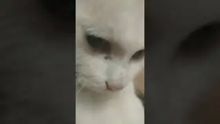 ххl CA bilashik