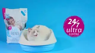 Наша  кошка рэгдолл  Amina Air One  снялась в рекламе наполнителя Little Friends