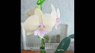 Большие 