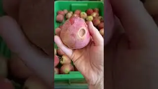 свои яблочки