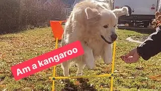 My dog is an agility STAR!!! ⭐️