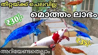കളർ ചെമ്മീൻ, അറിയേണ്ടതെല്ലാം || Shrimp care Malayalam #shrimp #shrimpmalayalam