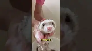 You are more than a master to a ferret.