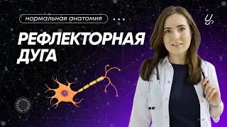 Анатомия | Как понять строение рефлекторной дуги?