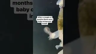 The octopus eggs started hatching! 