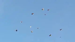 Проверка маточника по потомству. Олег Костяков, Самара