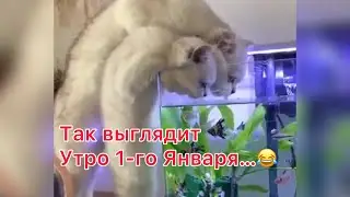 Привет с Большого Будуна! 😹😹😹 Подготовка к Новому году!!!