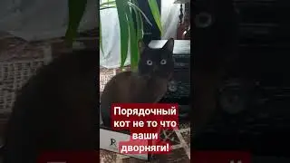офигенный кот #юмор #кот