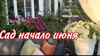 Прогулка по саду начало июня 2023