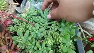 Avance de mis HIBRIDOS de suculentas  🥹😍😍