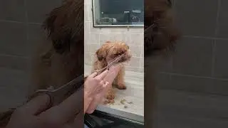 Trimming a dogs face with scissors, Shorkie (Shih-Tzu/Yorkie), dog grooming without restraints