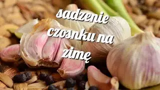 sadzenie czosnku na zimę