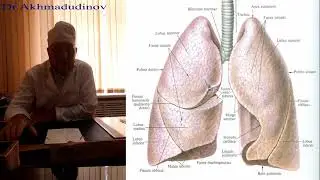 Топография Груди. Грудная стенка. Грудная полость. Часть 1