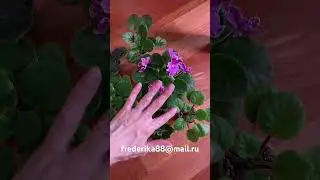 Набор 7 фиалок за 1500