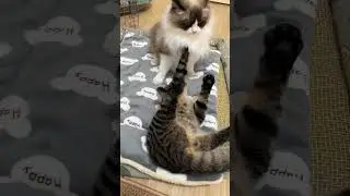 The war has begun?🤣 SD猫の夢島💗#shorts #かわいい #子猫の遊び